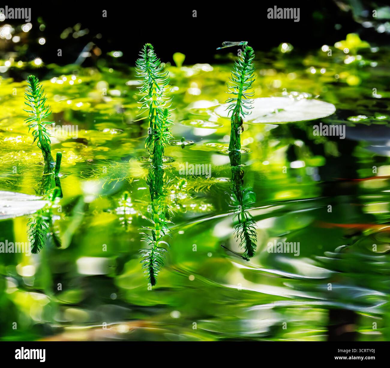 Gros plan sur les plantes aquatiques de la queue de jument commune dans un étang Banque D'Images