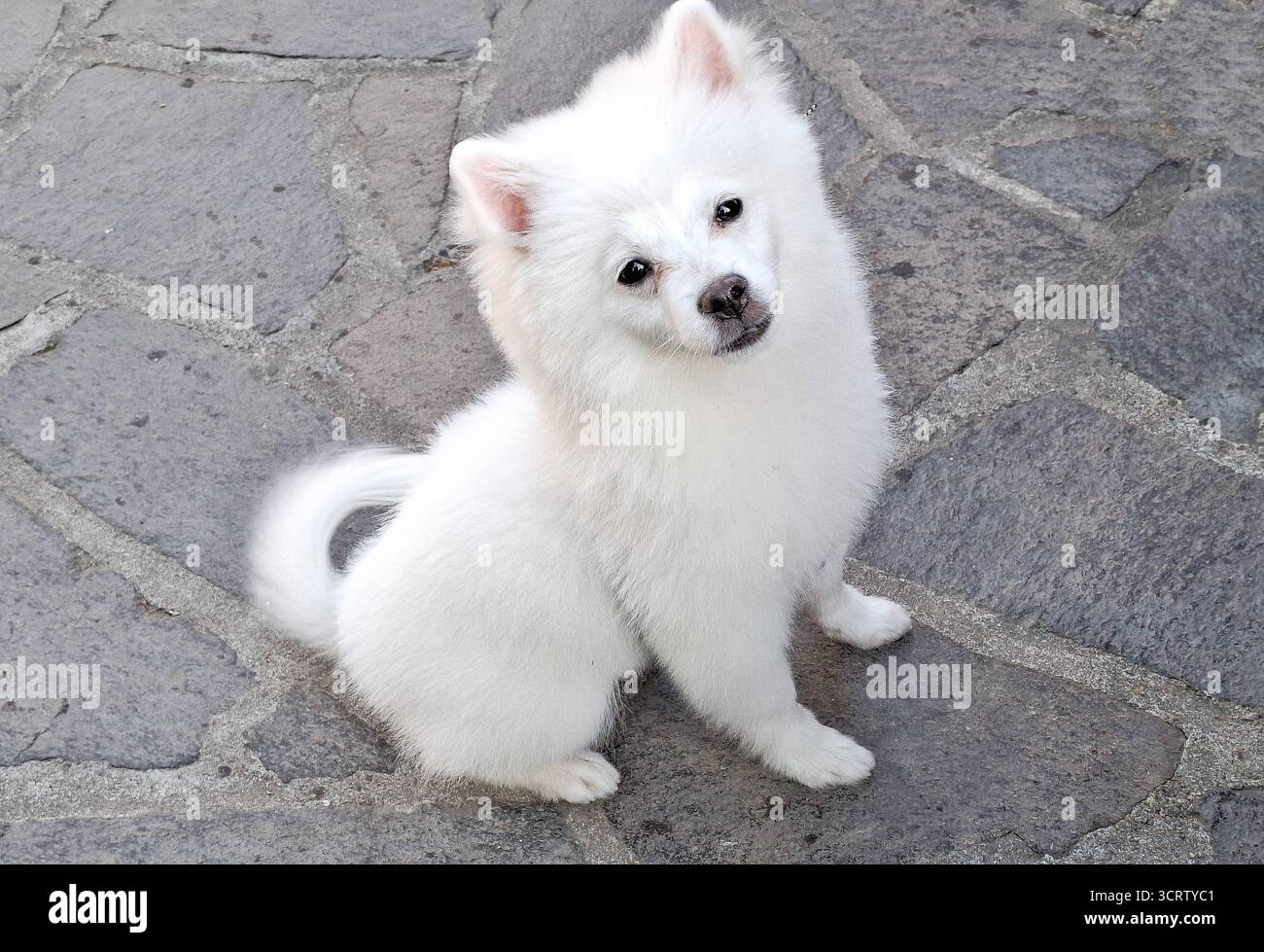 Un chien blanc de Poméranie. Petit chien Banque D'Images