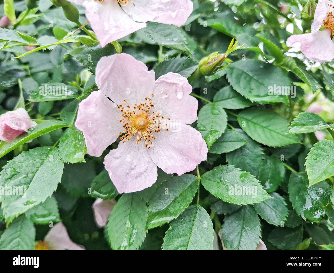 La rose de chien (Rosa canina) fleurit en mai Banque D'Images