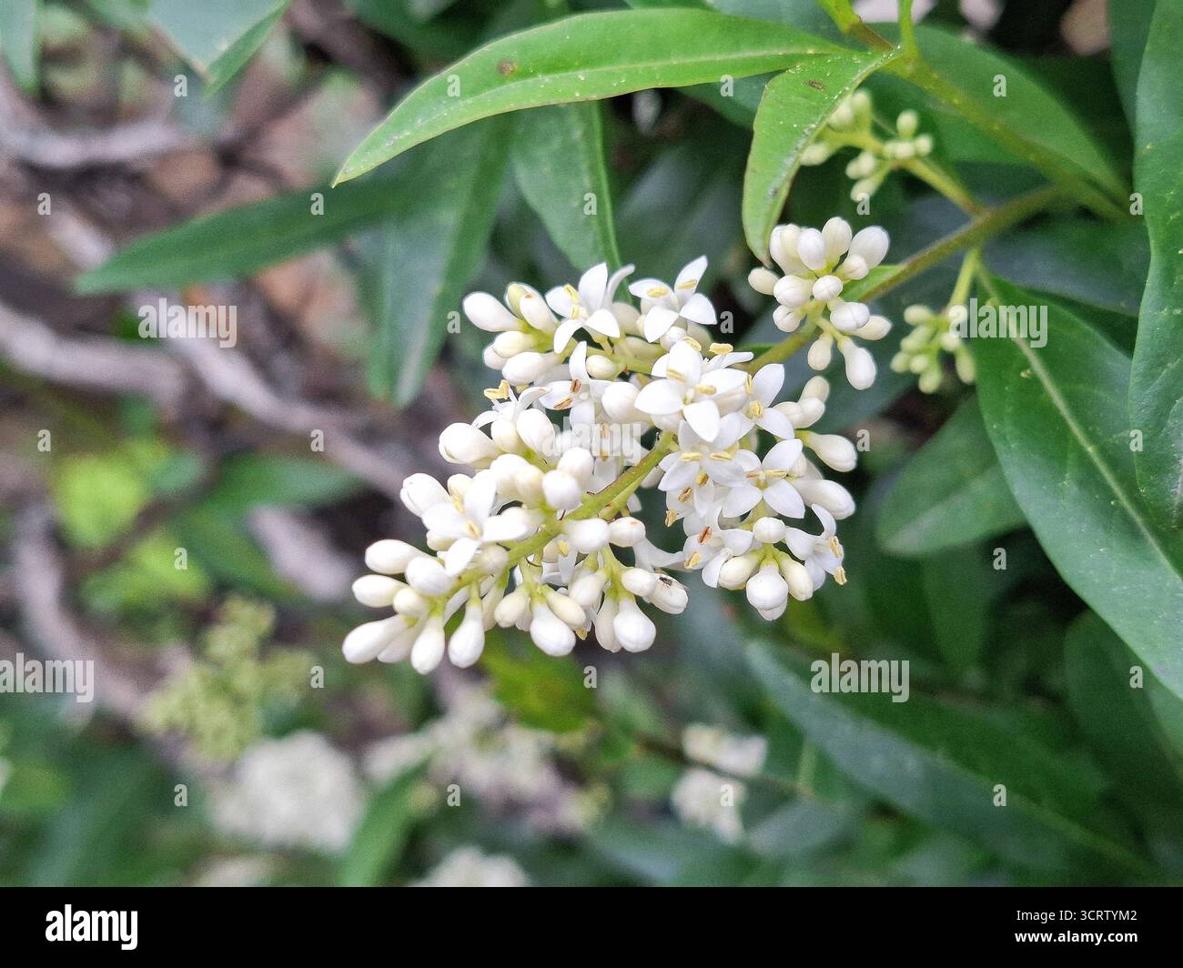 Fleurs de privet européennes. Ligustrum vulgare Banque D'Images