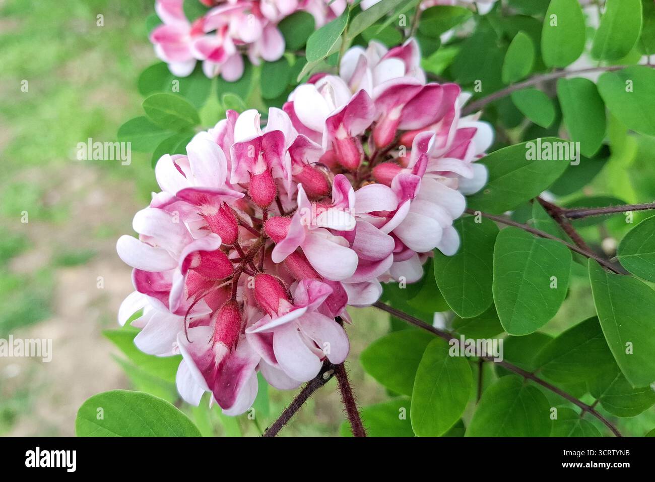 Fleur d'acacia rose. Robinia viscosa Banque D'Images