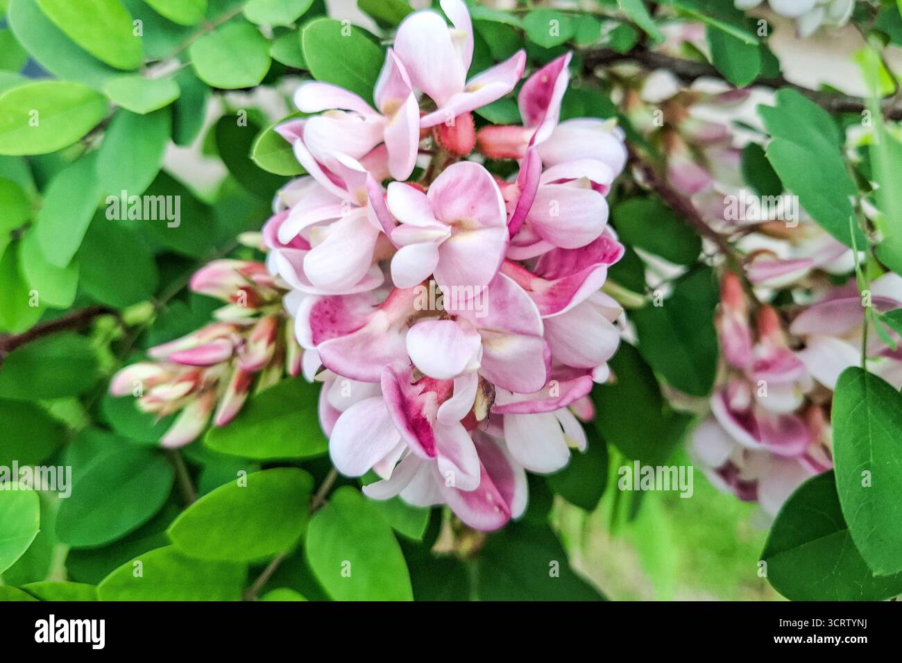 Fleur d'acacia rose. Robinia viscosa Banque D'Images