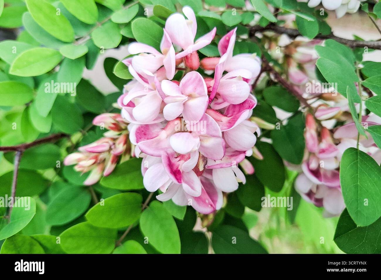 Fleur d'acacia rose. Robinia viscosa Banque D'Images