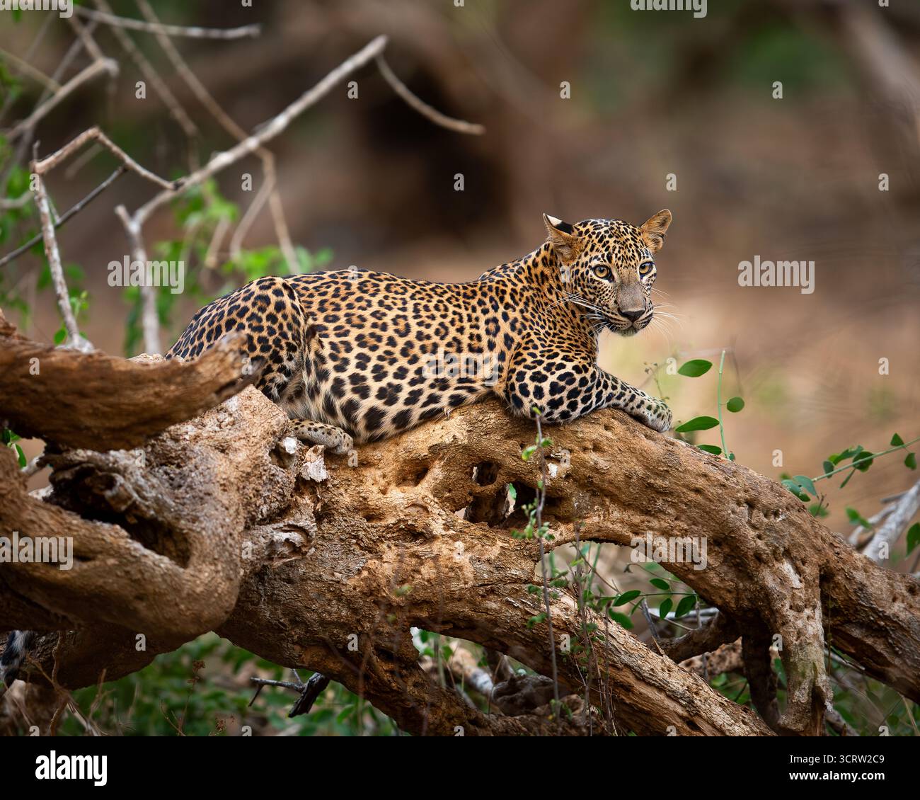Léopard dans un arbre Banque D'Images