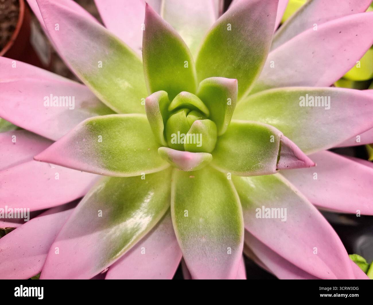 Image macro d'une plante Echeveria Banque D'Images