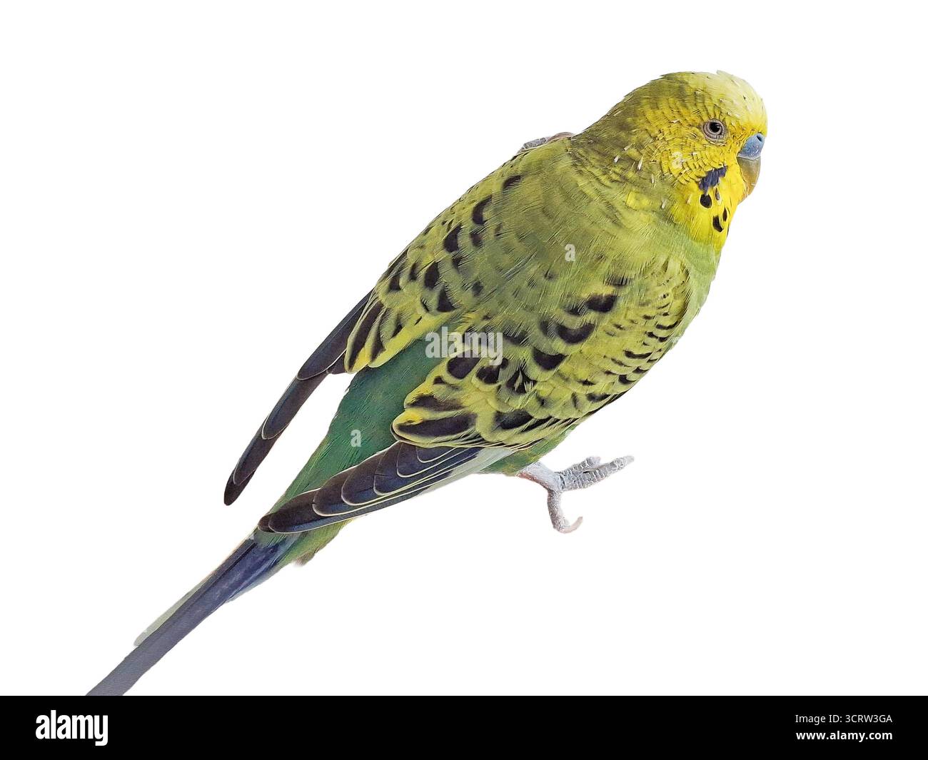 Perroquet budgerigar isolé sur blanc (Melopsittacus undulatus) Banque D'Images