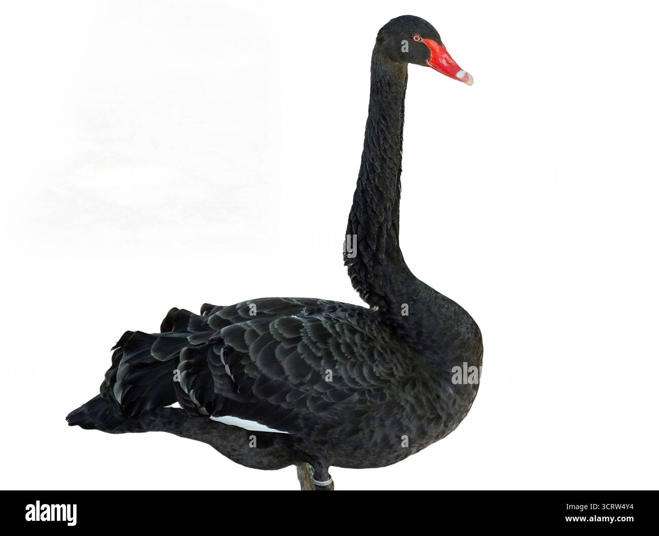 Cygne noir isolé sur fond blanc Banque D'Images