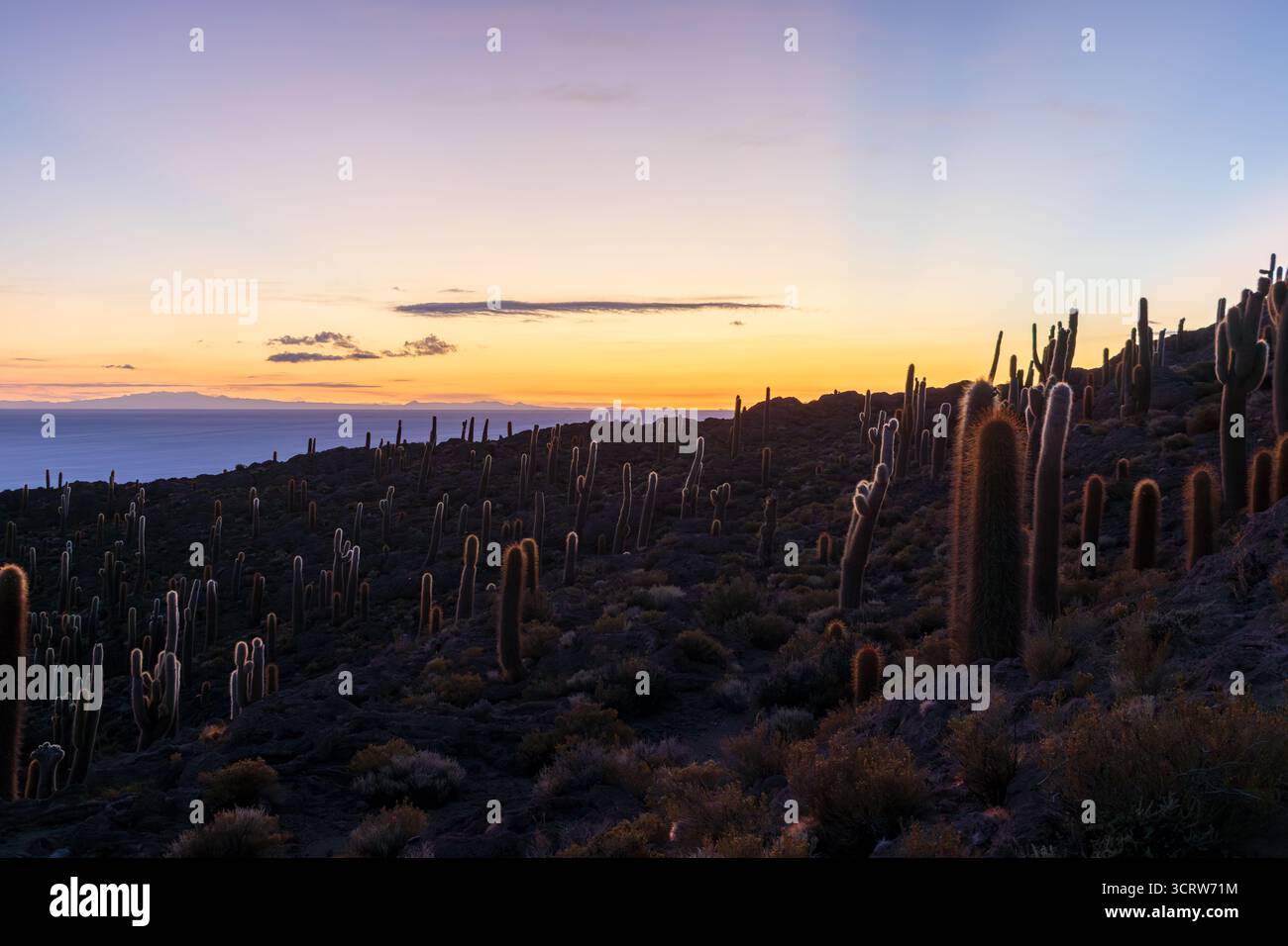 Île d'Incahuasi au lever du soleil avec la plate saline d'Uyuni (Salar de Uyuni), Aitiplano, Bolivie Banque D'Images