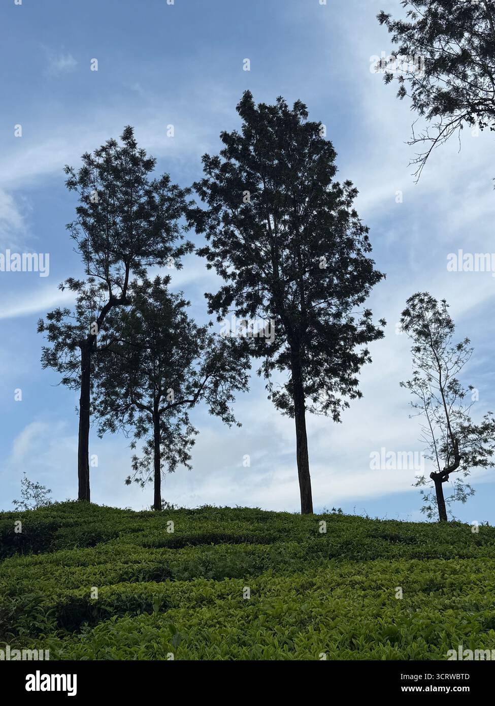 Arbres debout au-dessus de plantations vertes luxuriantes de thé sous un ciel bleu vif - Image de stock capturée avec un smartphone