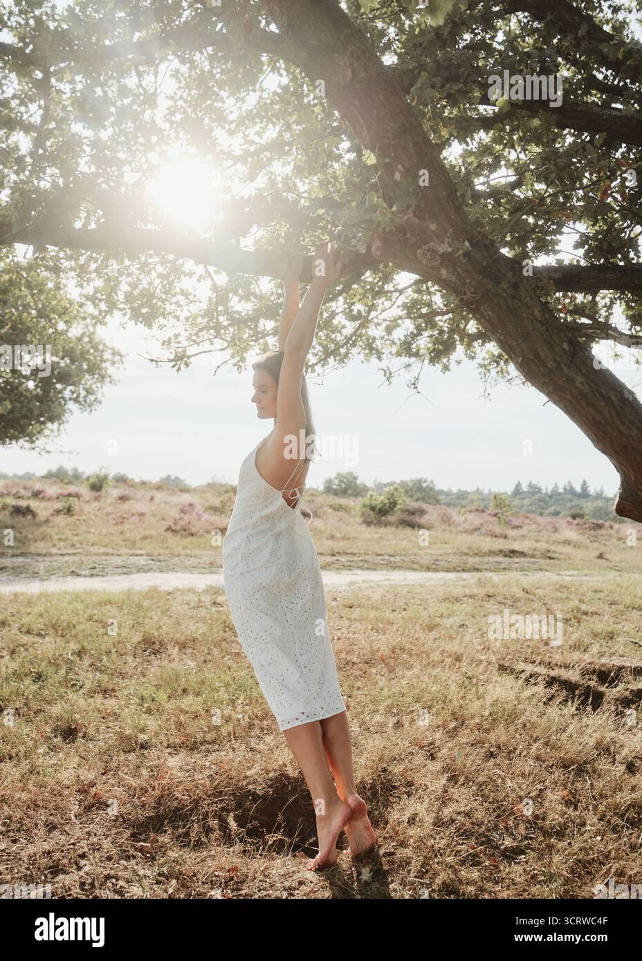 belle femme sous l'arbre dans le champ de bruyère Banque D'Images