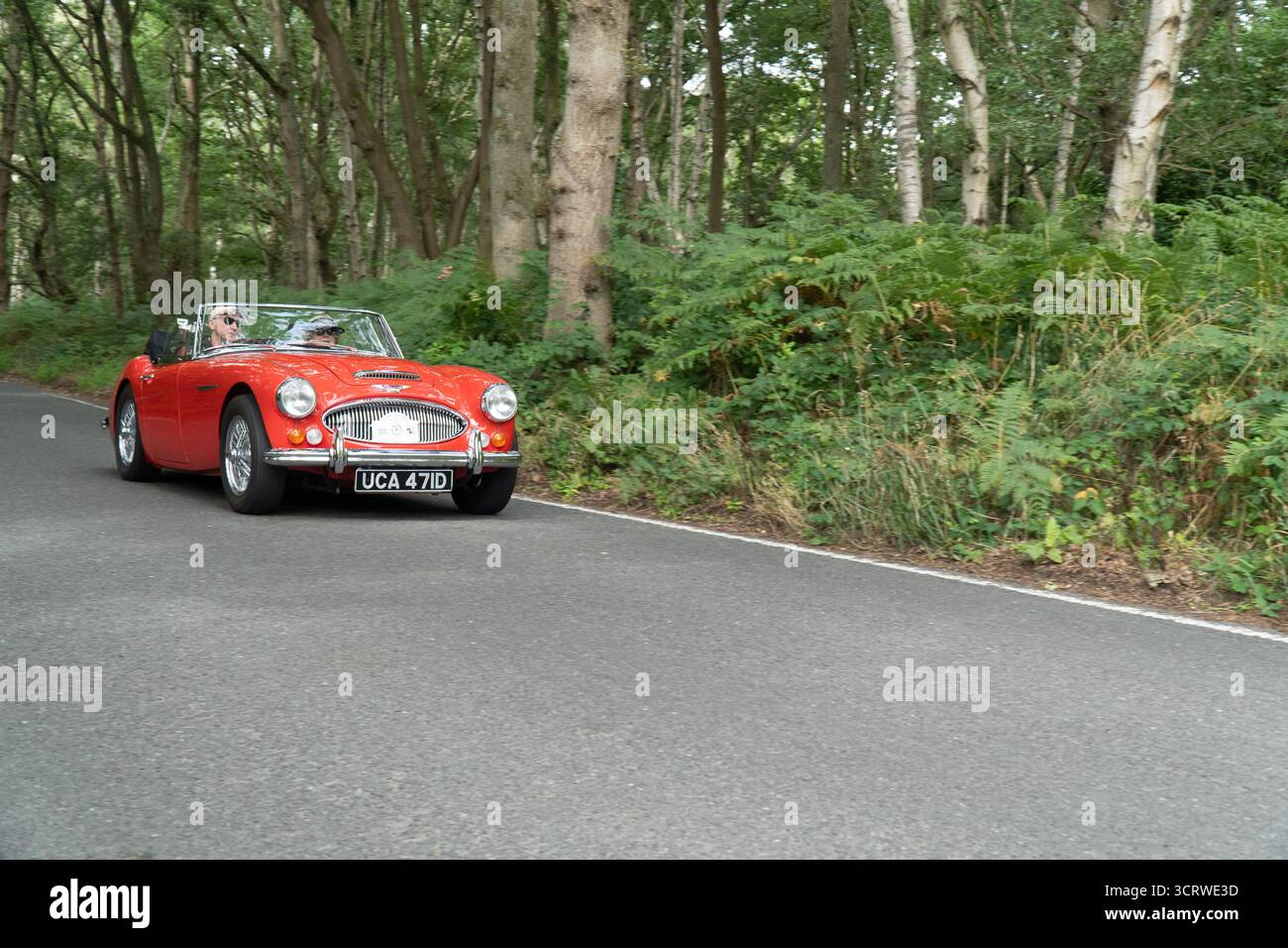 Austin Healey 3000 décapotable British Classic car conduisant dans la voie de campagne Banque D'Images