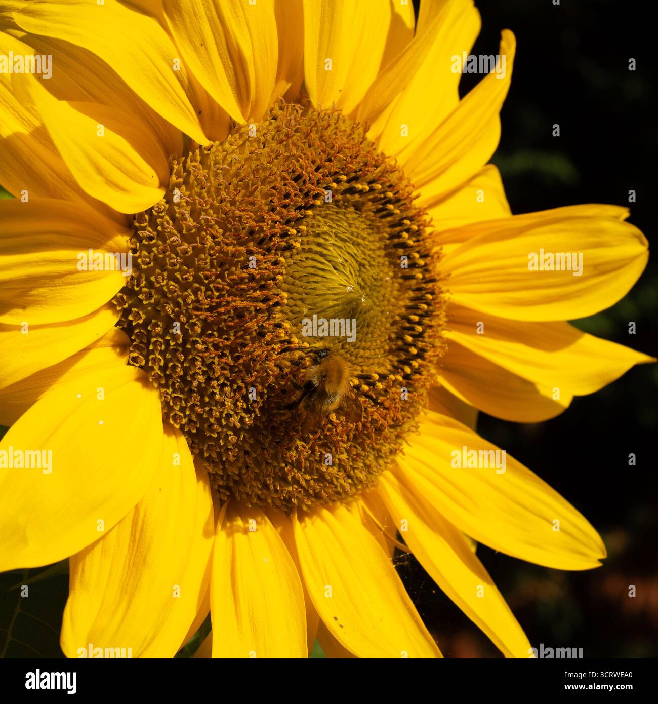 Tournesol en pleine floraison jaune gros plan de fleur abeille Banque D'Images