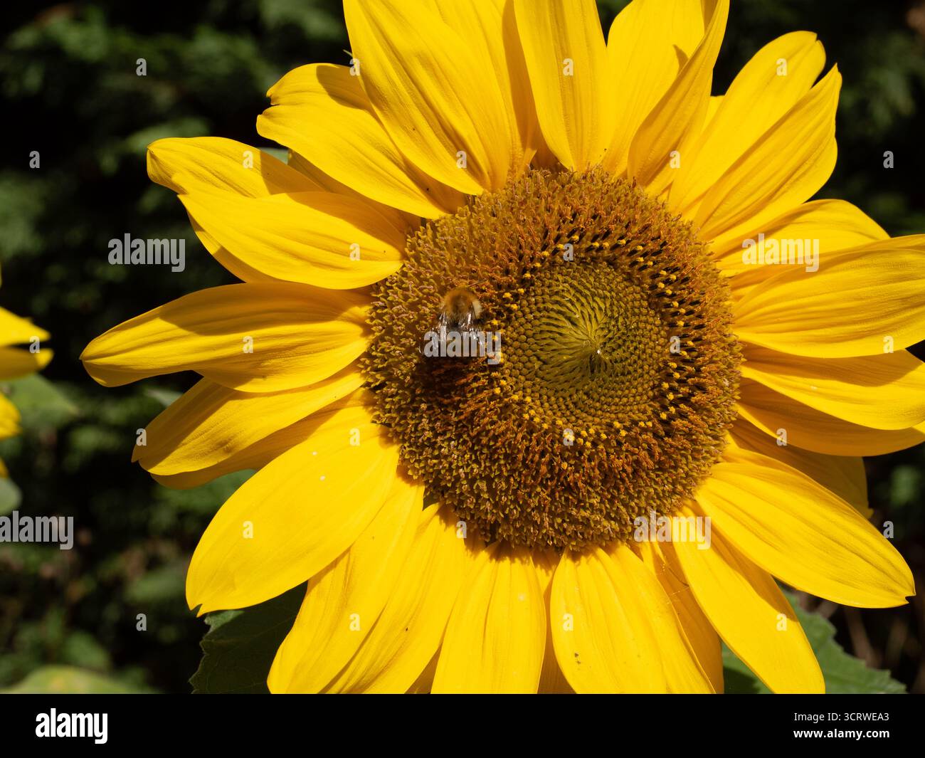 Tournesol en pleine floraison jaune gros plan de fleur abeille Banque D'Images
