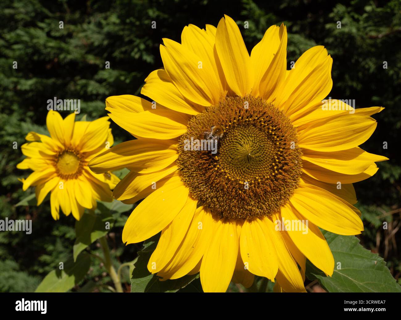 Paire de tournesols en pleine floraison jaune gros plan de fleur avec des abeilles Banque D'Images
