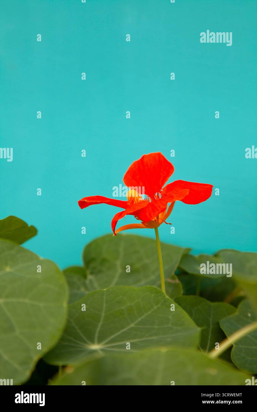 Nasturtiums sur fond bleu Banque D'Images