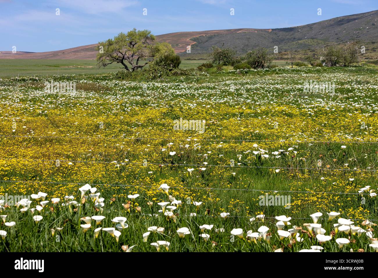 Une prairie remplie de fleurs sauvages jaunes et blanches avec des lis d'aurum au premier plan et des arbres au loin Banque D'Images