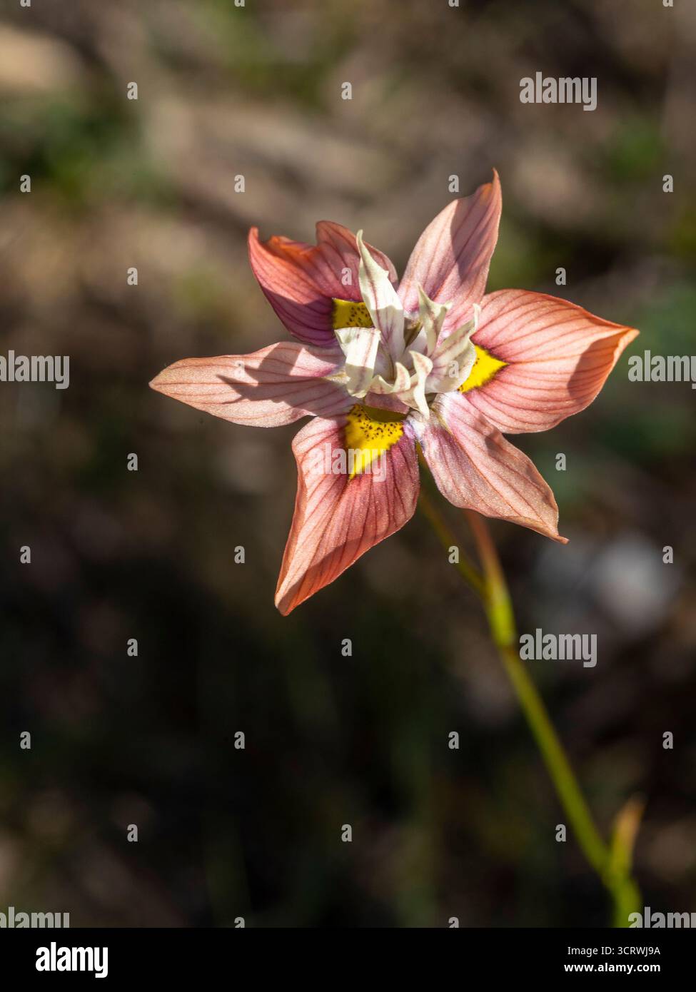 Gros plan macro image de la jolie fleur sauvage nette de Tulp (Moraea gawleri) fleurissant à l'extérieur, montrant les couleurs et les détails portrait Banque D'Images