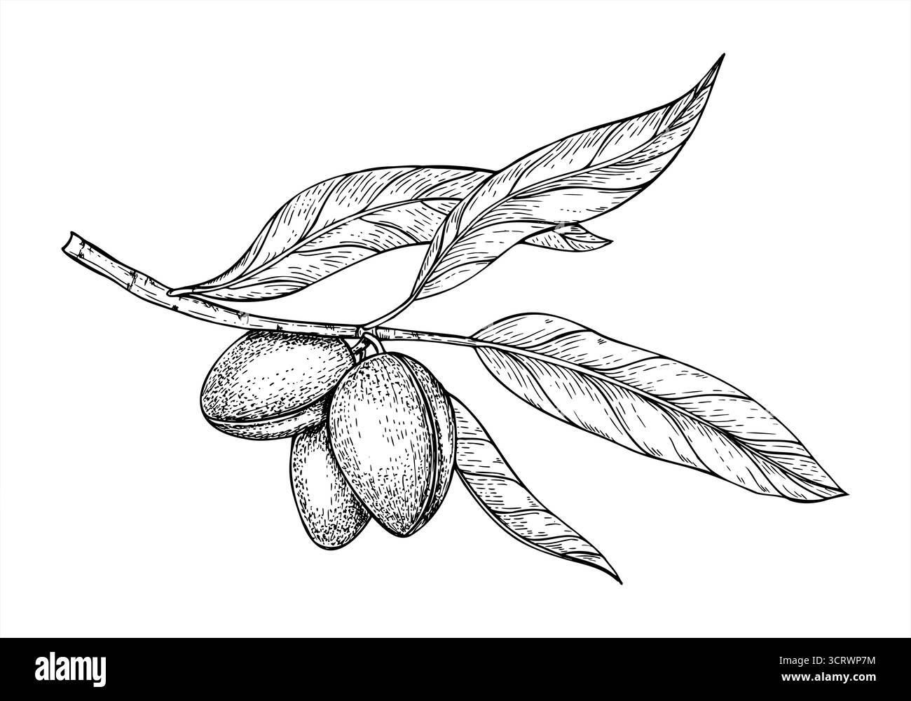 Branche d'amande avec gousses mûres et feuilles vecteur illustration isolée. Plantes monochromes dessinées à la main avec gravure vintage de noix saines comestibles. Illustration de Vecteur