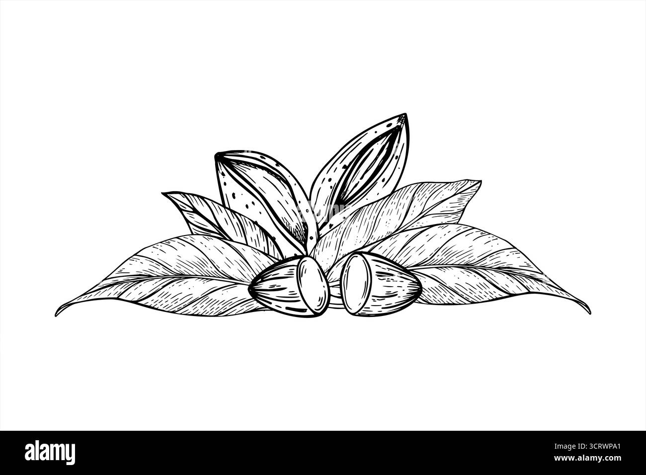 Noix d'amande monochromes parmi les feuilles composition vectorielle peinte par des encres noires. Noyau comestible pelé une noix en croquis graphique réaliste de coquille. Illustration de Vecteur