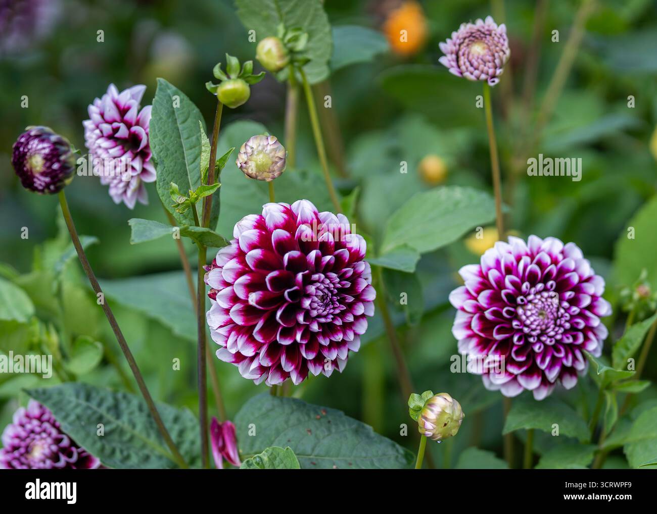 Fleur de dahlia 'Edinburgh' violette et blanche. Fleurs violettes doubles à pointe blanche du tubercule décoratif à fleurs d'été, Dahlia 'Edinburgh' Banque D'Images