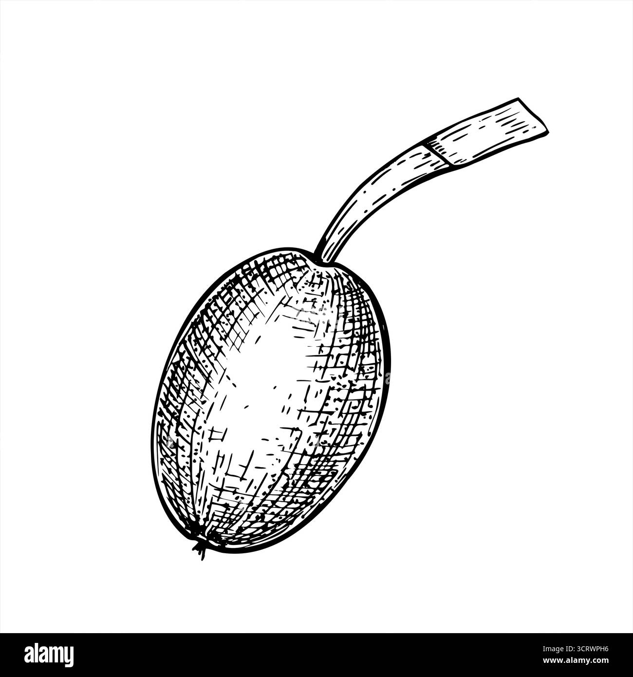 Noix non mûre dans son illustration vectorielle monochrome noir et blanc de coque molle. Mûrissement de fruits allongés sur dessin de gravure de tige. Elément ovale de baies Illustration de Vecteur