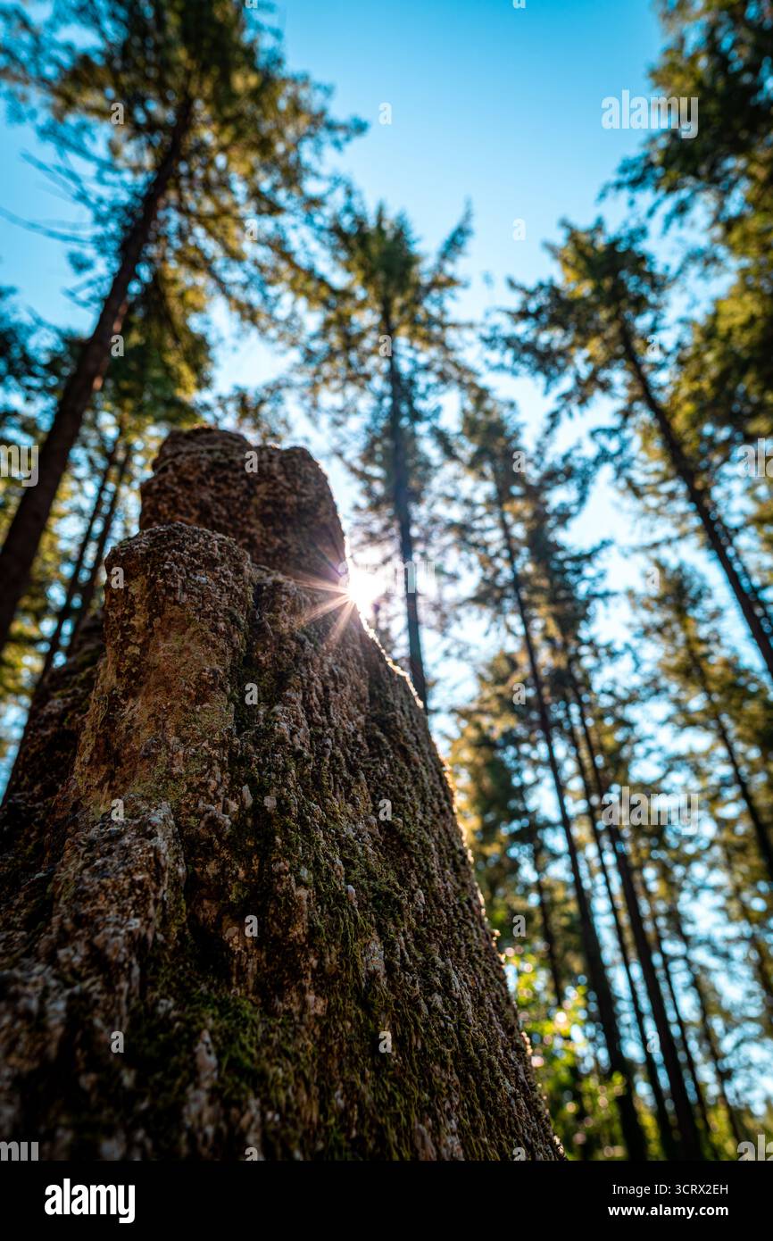 L'ancien Menhir dit Braz à Camors, en Bretagne, baigné par un éclat de soleil spectaculaire, entouré d'arbres imposants et d'une forêt luxuriante. Banque D'Images