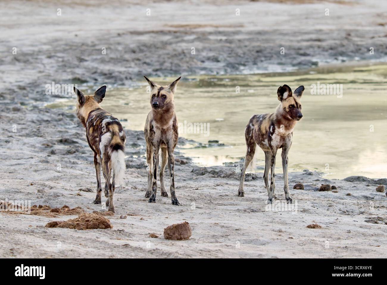 Meute de chiens sauvages africains (Lycaon pictus) de chasse, Savuti, Parc National de Chobe, Botswana Afrique Banque D'Images