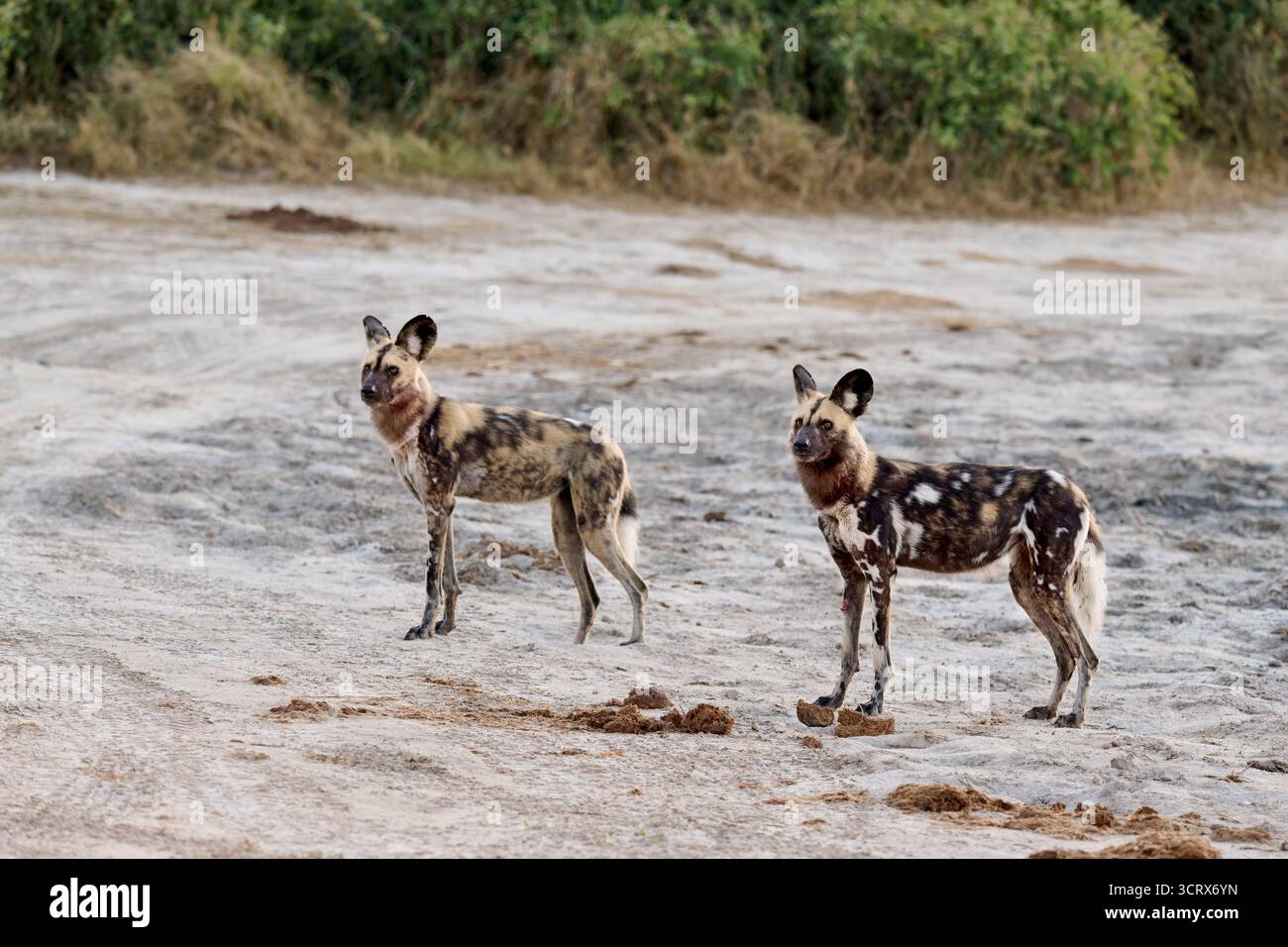 Meute de chiens sauvages africains (Lycaon pictus) de chasse, Savuti, Parc National de Chobe, Botswana Afrique Banque D'Images