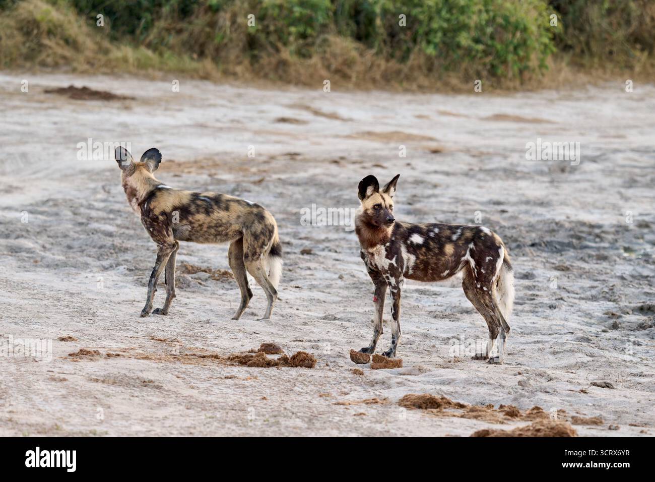 Meute de chiens sauvages africains (Lycaon pictus) de chasse, Savuti, Parc National de Chobe, Botswana Afrique Banque D'Images