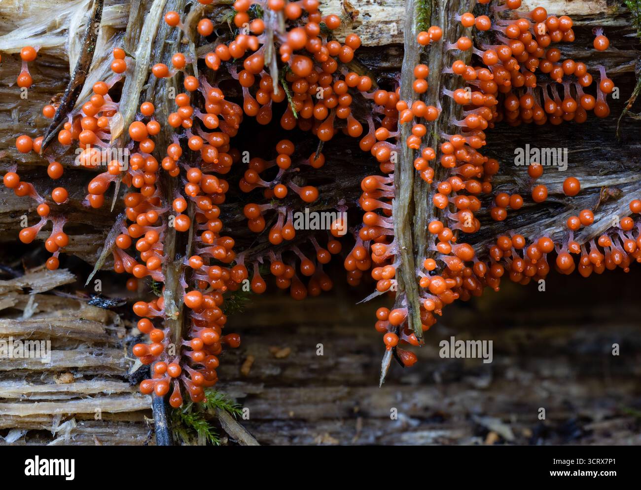 Salmon-oeufs slime vieux jeune sporange Banque D'Images