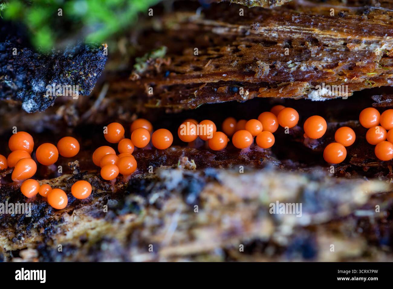 Beurre de sorcières brunes Banque D'Images