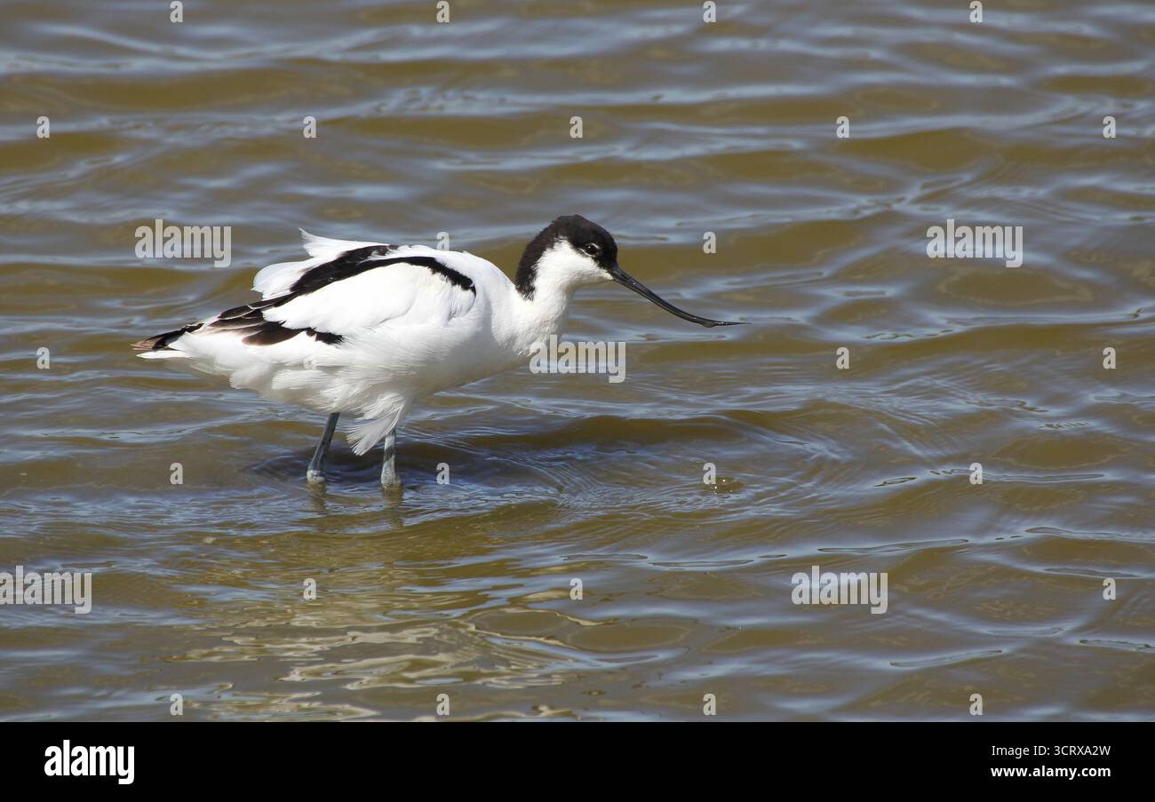 Avocet, Recurvirostra avosetta, pêche pour la nourriture. Suffolk, Angleterre. Banque D'Images