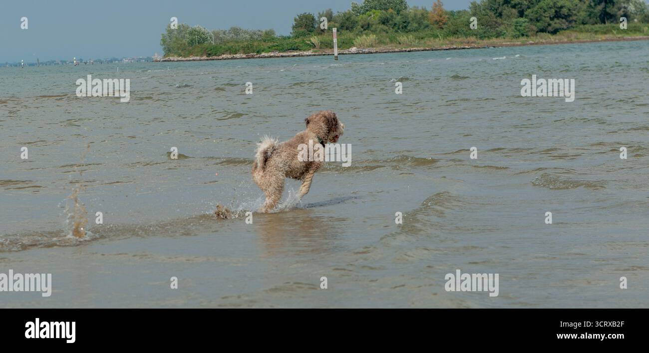 Chien jouant avec les vagues de la mer Banque D'Images