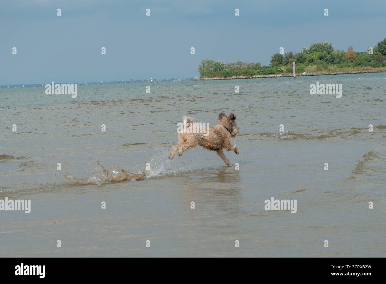 Chien jouant avec les vagues de la mer Banque D'Images