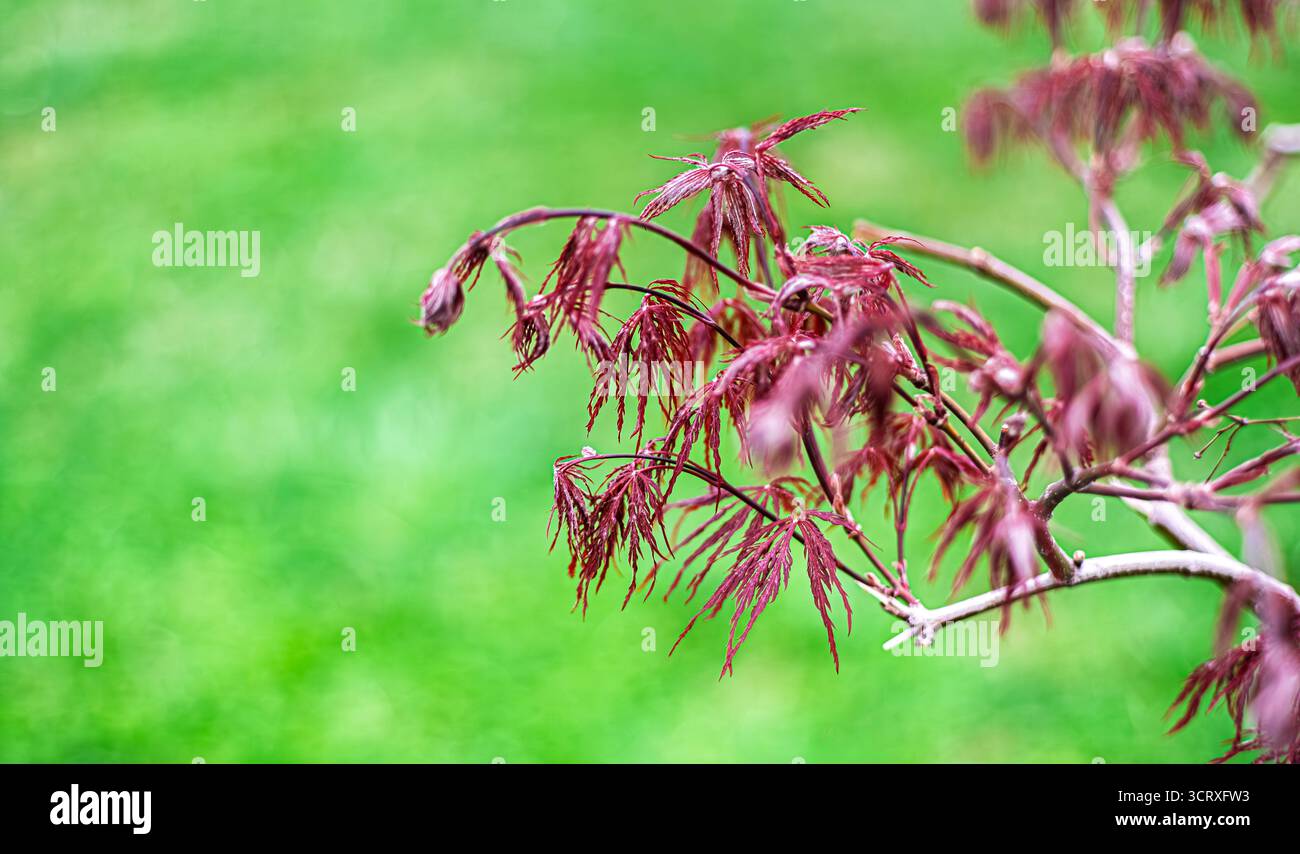Délicates feuilles d'érable japonais. Feuillage rouge sur fond vert flou. Souligner la beauté de la nature au printemps. Mise au point sélective. Banque D'Images
