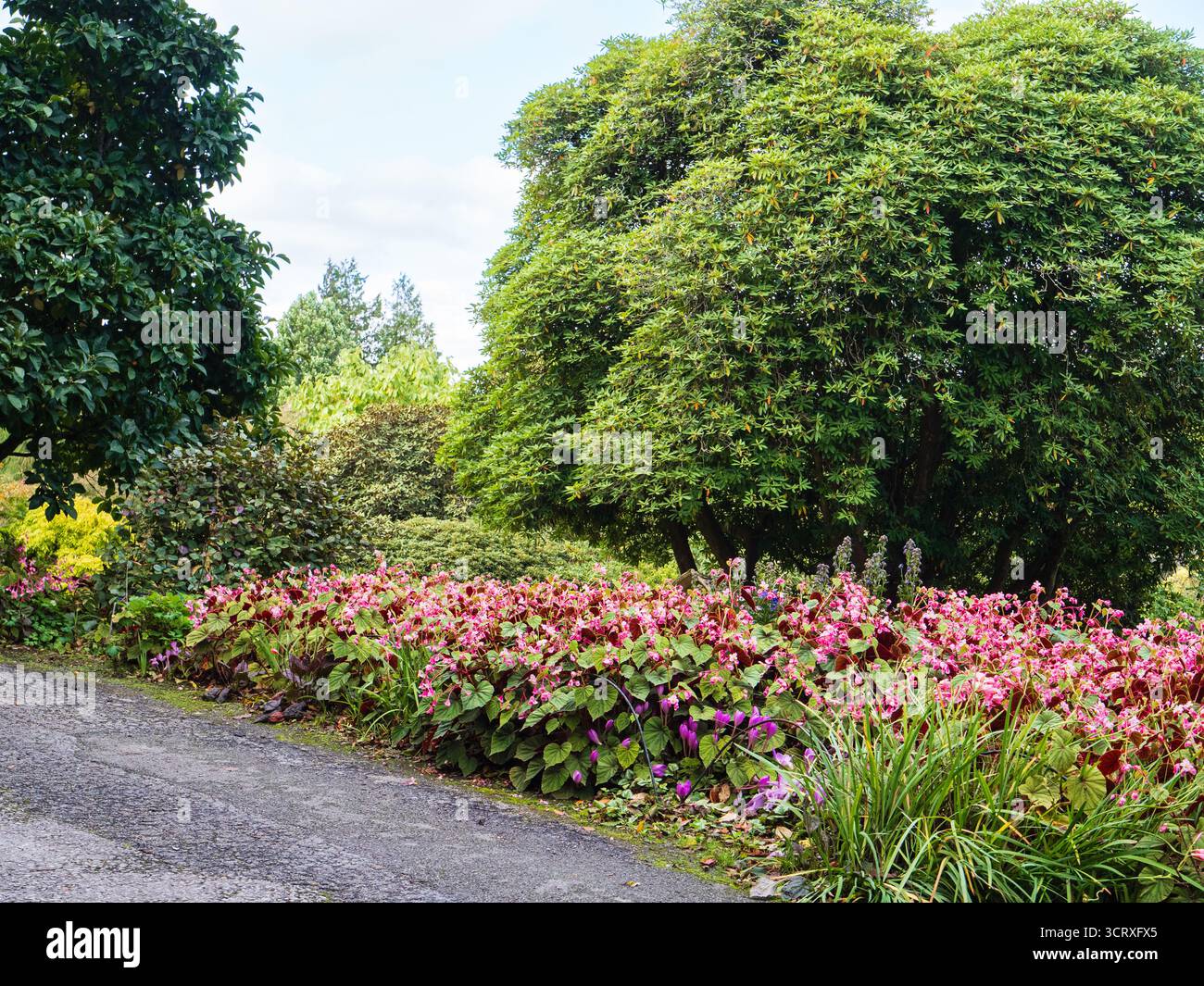 Vue d'automne à la maison de jardin à travers une mer de vivaces Begonia grandis subsp evansiana Claret Jug Banque D'Images