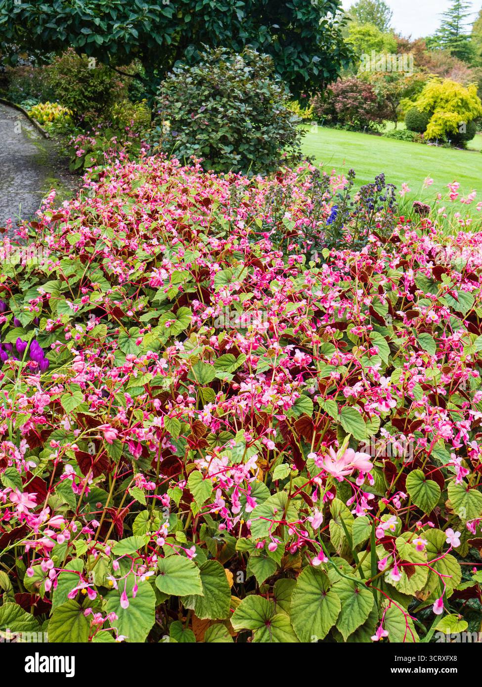 Vue d'automne à la maison de jardin à travers une mer de vivaces Begonia grandis subsp evansiana Claret Jug Banque D'Images