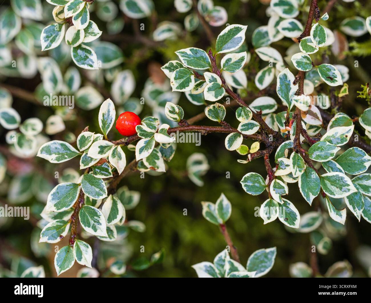 La variété à la crème contraste avec la baie rouge d'automne de l'arbuste moquette laxiste Cotoneaster horizontalis 'variegata' Banque D'Images
