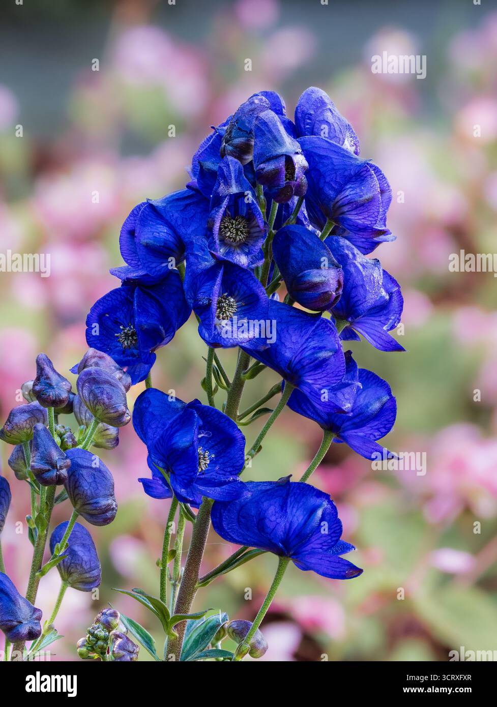 Fleurs d'automne bleu foncé de la vivacité rude wolfsbane, Aconitum carmichaelii 'Royal Flush' Banque D'Images