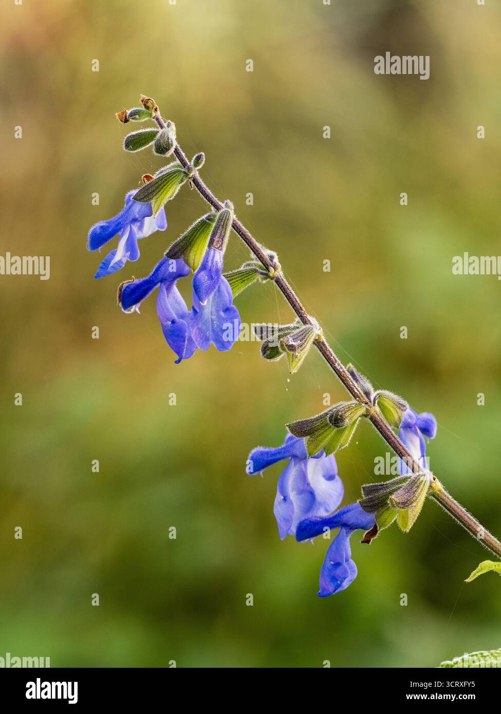 Fleurs bleu pâle de la sauge vivace mi-robuste à longue floraison, Salvia patens 'Cambridge Blue' Banque D'Images