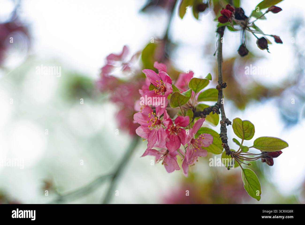 Fleurs roses au printemps. La photographie en gros plan capture des grappes délicates de fleurs roses suspendues à une branche avec des feuilles. Banque D'Images