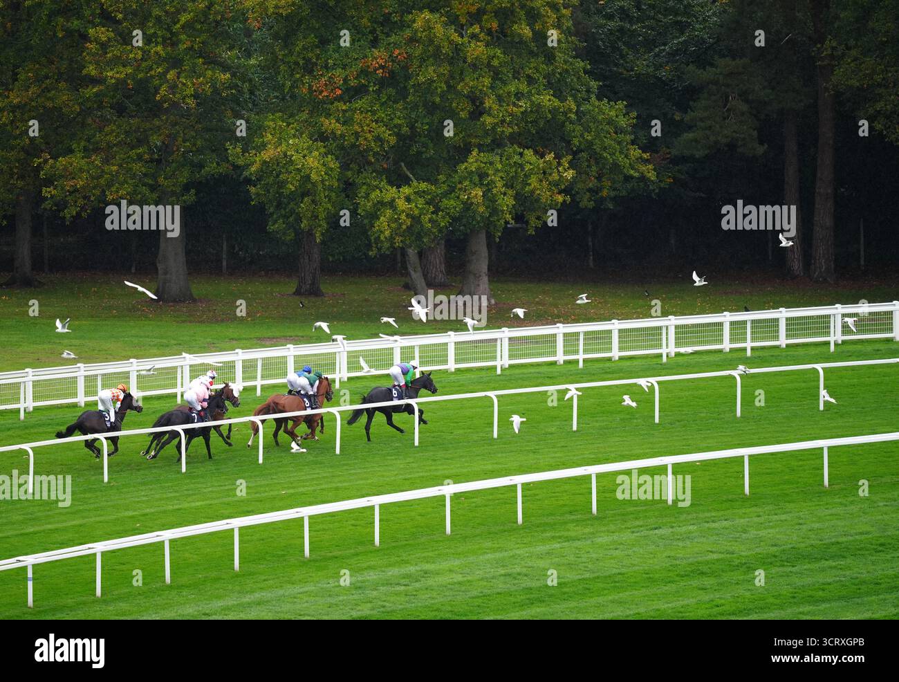 Coureurs et coureurs dans colliers Business Rates experts handicap à Ascot Racecourse. Date de la photo : vendredi 3 octobre 2025. Banque D'Images