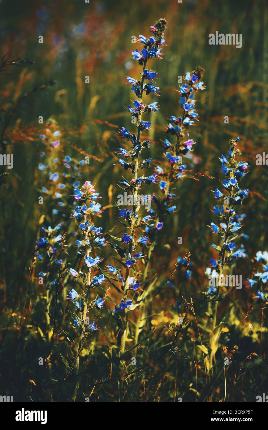 De grandes tiges de fleurs sauvages bleues poussent dans un champ ensoleillé, créant un paysage estival lumineux et pittoresque. Banque D'Images