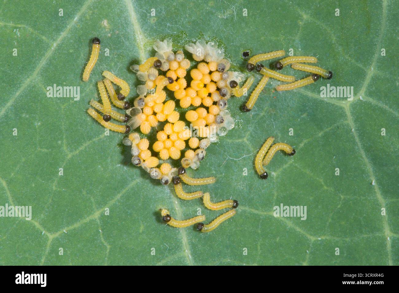 Chenilles éclosant d'œufs de gros papillon blanc, Pieris brassicae, papillon blanc de chou, sur feuille de Nasturtium. ROYAUME-UNI. Août. Banque D'Images