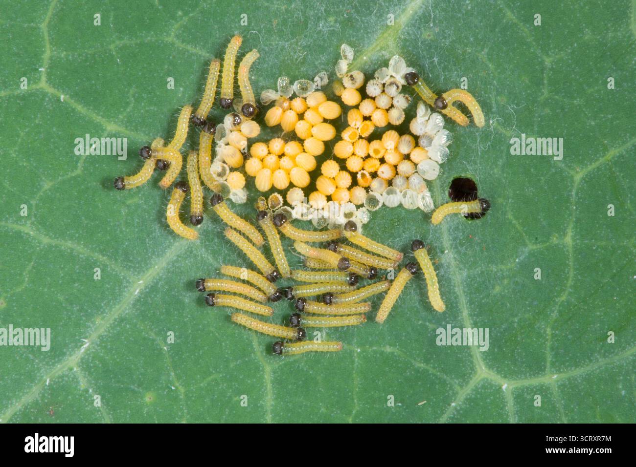 Chenilles éclosant d'œufs de gros papillon blanc, Pieris brassicae, papillon blanc de chou, sur feuille de Nasturtium. ROYAUME-UNI. Août. Banque D'Images