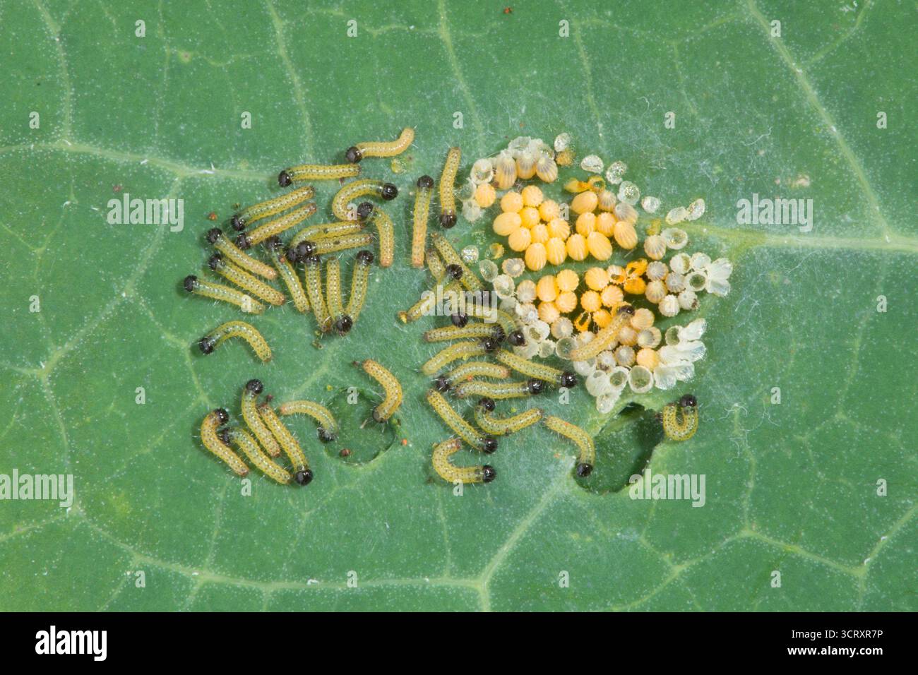 Chenilles éclosant d'œufs de gros papillon blanc, Pieris brassicae, papillon blanc de chou, sur feuille de Nasturtium. ROYAUME-UNI. Août. Banque D'Images