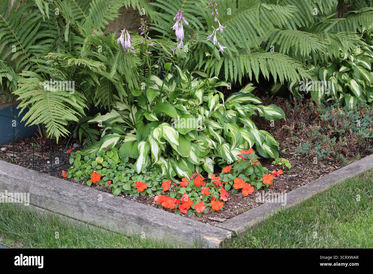 de petites fleurs rouges orangées remplissant le coin d'un lit de fleurs sous le buisson avec des feuilles vert clair et des fleurs violettes au-dessus Banque D'Images