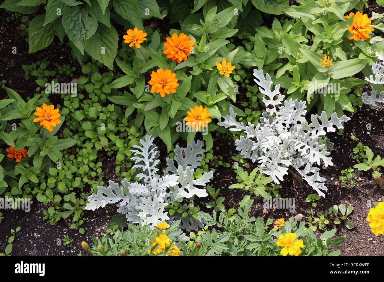 fleurs orangées vives sur des buissons vert foncé au-dessus de plantes vertes blanches sous le soleil d'été (vue de dessus) Banque D'Images