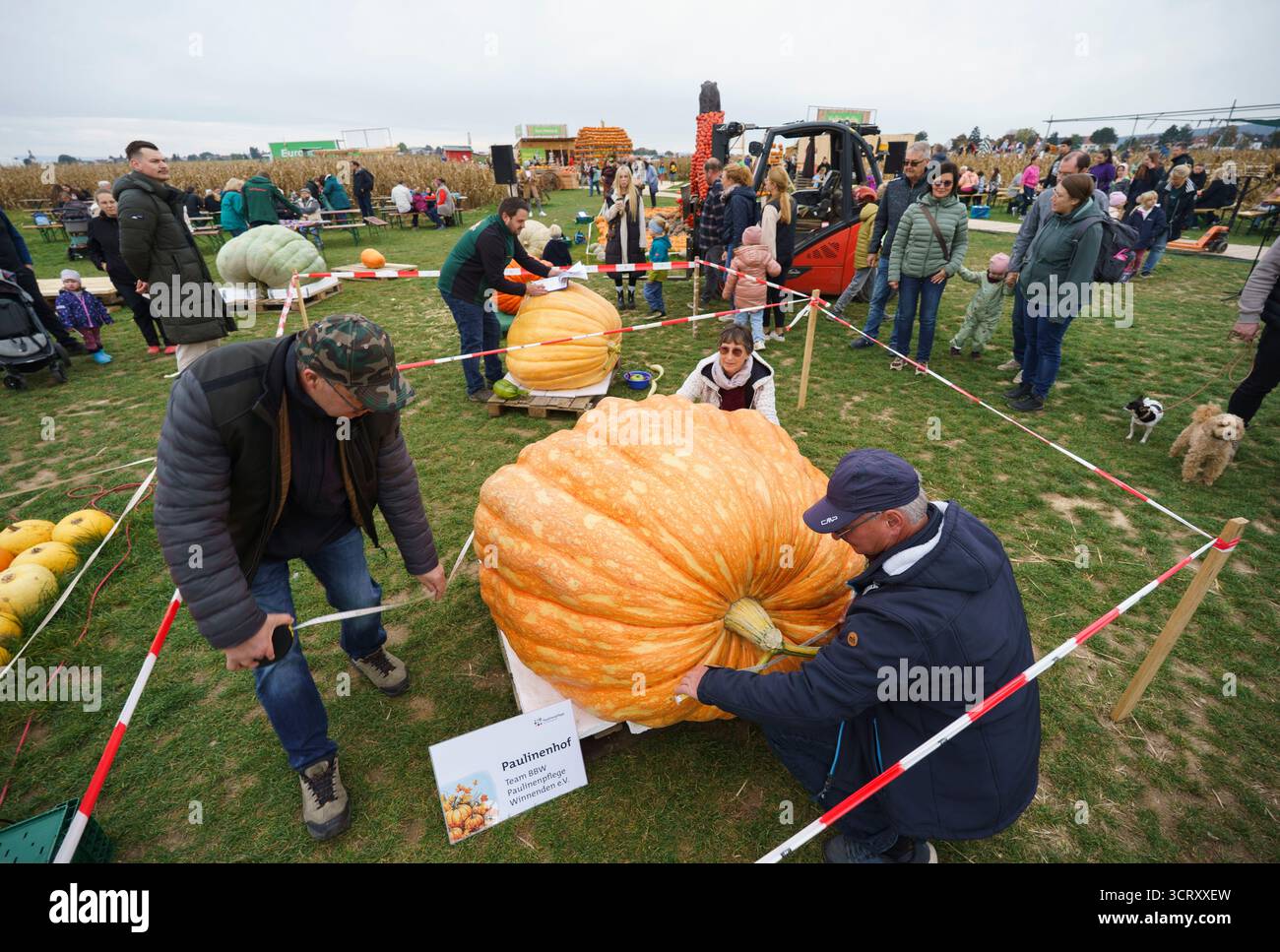 Hofheim am Taunus, Allemagne. 03 Oct, 2025. La citrouille de 'Paulinenpflege Winnenden', une installation diaconale pour les jeunes et les personnes handicapées, est mesurée. Le légume géant a également remporté le championnat de Hesse avec 594 kilogrammes. La compétition pour peser les citrouilles les plus lourdes de l'État a eu lieu dans le 'Pumpkin Adventure World'. Selon les organisateurs, ce fut le premier championnat de pesée de citrouille de Hesse. Crédit : Andreas Arnold/dpa/Alamy Live News Banque D'Images