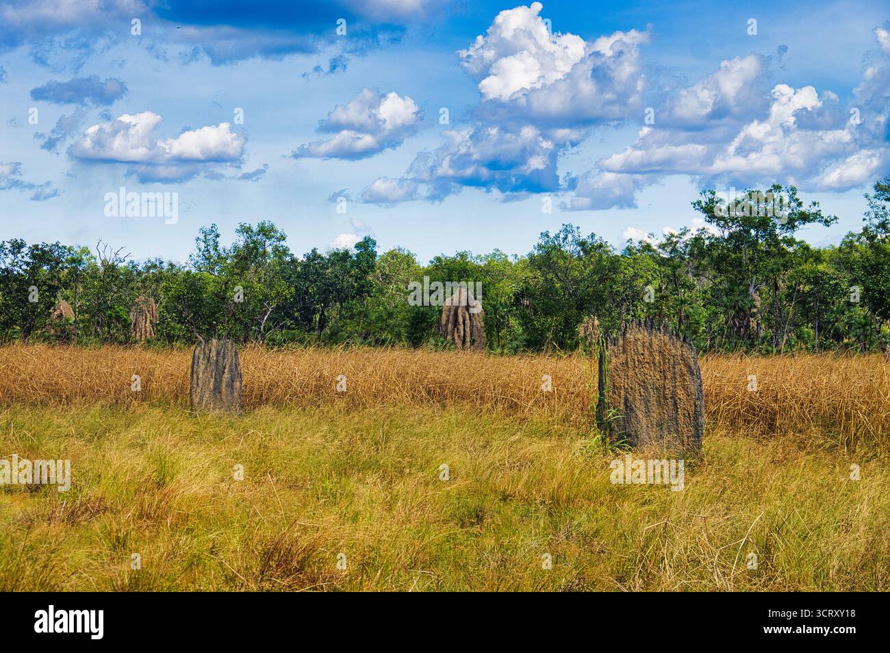 Termitières magnétiques dans le paysage sec du parc national de Litchfield, au nord du territoire du Nord, en Australie Banque D'Images